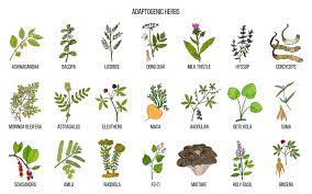 What Are Adaptogenic Herbs?