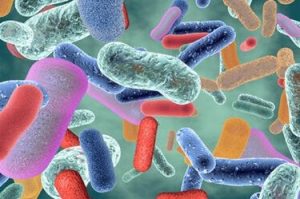 Bacteria Help Influence Blood Sugar Metabolism