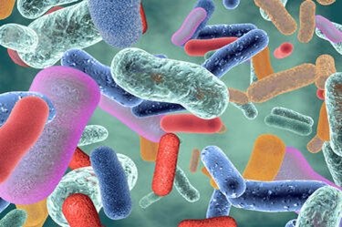 Bacteria Help Influence Blood Sugar Metabolism