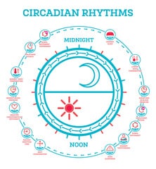 Circadian Rhythm