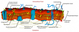 function of fat