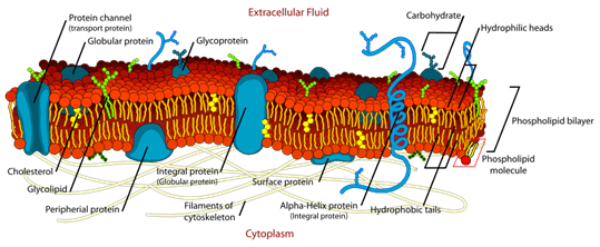 function of fat