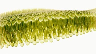 Lipid Energy Model