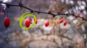 Berberine-A Promising Therapeutic Agent for Metabolic Health