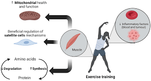 Does Combined Resistance and High-intensity Interval Training Counteract Inflammation Induced by Chemotherapy?